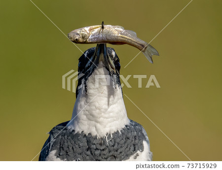 Belted Kingfisher Portrait Belted Kingfisher Portrait 73715929