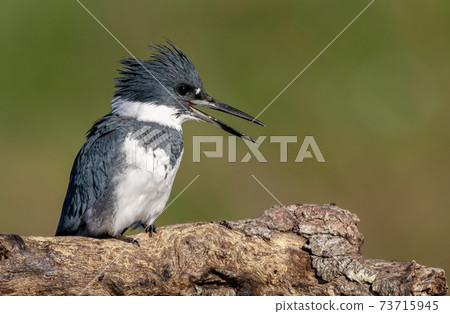 Belted Kingfisher Portrait Belted Kingfisher Portrait 73715945