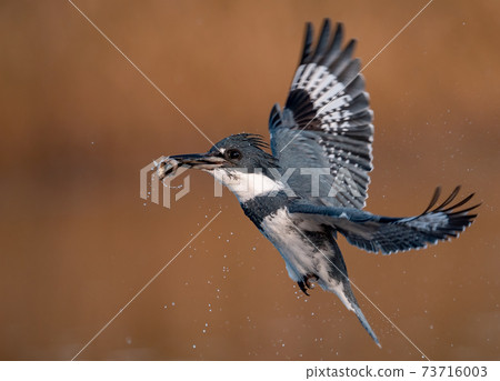 Belted Kingfisher Portrait Belted Kingfisher Portrait 73716003
