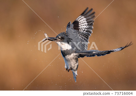 Belted Kingfisher Portrait  73716004
