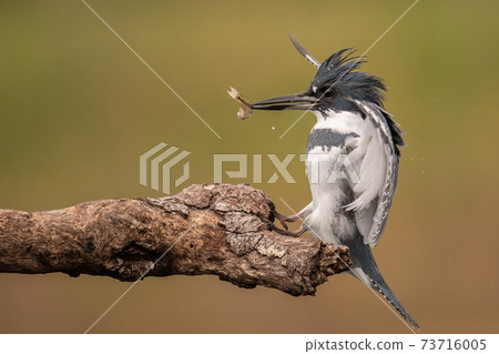 Belted Kingfisher Portrait  73716005