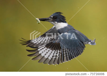 Belted Kingfisher Portrait  73716006
