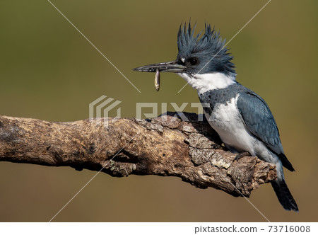 Belted Kingfisher Portrait Belted Kingfisher Portrait 73716008