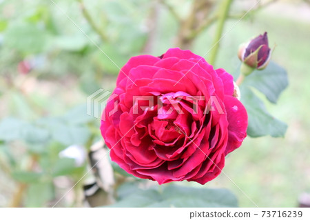 阿斯特麗德·格拉芬·馮·哈登 阿斯特麗德·格拉芬·馮·哈登 73716239