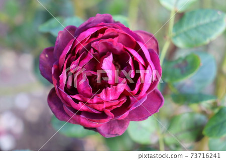 阿斯特麗德·格拉芬·馮·哈登 阿斯特麗德·格拉芬·馮·哈登 73716241