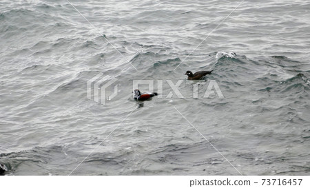 丑角鴨磯崎海岸 73716457