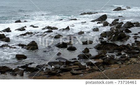 鯡魚群磯崎海岸 鯡魚群磯崎海岸 73716461
