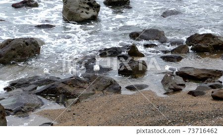 鯡魚群磯崎海岸 鯡魚群磯崎海岸 73716462