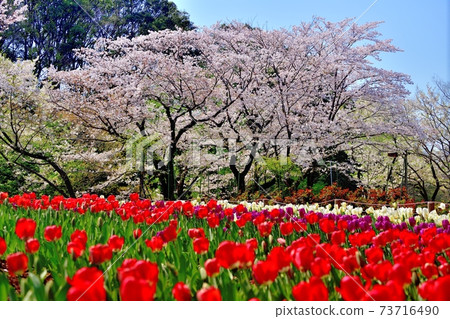 Landscape of cherry blossoms and tulips Landscape of cherry blossoms and tulips 73716490