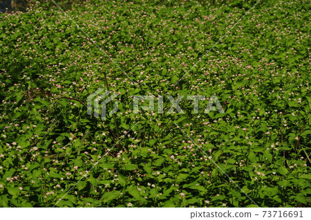 Yeonggwang-gun, Bulgapsa, and flowers 73716691