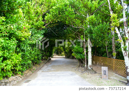 Okinawa's famous Fukugi trees 73717214