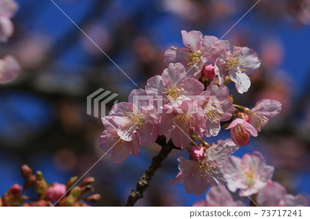 河津櫻花 河津櫻花 73717241