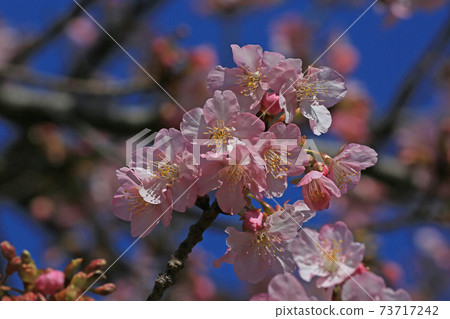 河津櫻花 河津櫻花 73717242