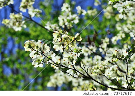 春天在霞公園裡盛開的水木花 照片素材 圖片 圖庫