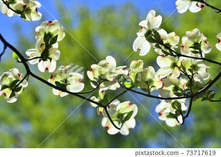 春天在霞公園裡盛開的水木花 照片素材 圖片 圖庫