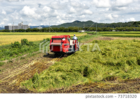 Rice harvested for feed Rice harvested for feed 73718320
