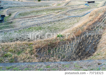 羽山冬季水稻梯田 73718323