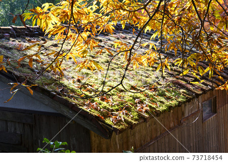 Mossy abandoned house 73718454