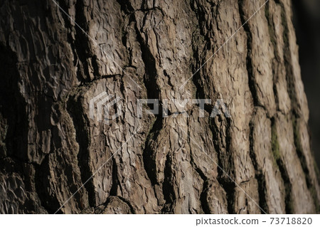 Macro photography with the theme of black pine bark texture 73718820
