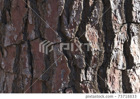 Macro shot of the bark of Japanese black pine. It looked like a steep cliff. 73718833