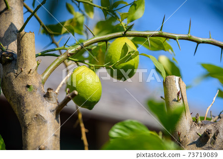 在樹的藍色檸檬果子 在樹的藍色檸檬果子 73719089