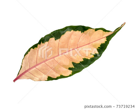 Leaf of Pseuderanthemum atropurpureum plant on white background. 73719234