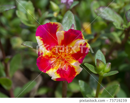 Close up of Portulaca flower Close up of Portulaca flower 73719239