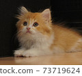 Scottish Fold standing ears, long hair, long tail, brown tabby cat 73719624