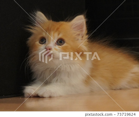 蘇格蘭折耳貓,長耳朵,長尾巴,棕色虎斑貓 蘇格蘭折耳貓,長耳朵,長尾巴,棕色虎斑貓 73719624