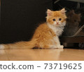 Scottish Fold standing ears, long hair, long tail, brown tabby cat with pedigree 73719625