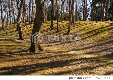 1月小金井82冬枯山(Acer buergerianum),武藏野公園 1月小金井82冬枯山(Acer buergerianum),武藏野公園 73719654