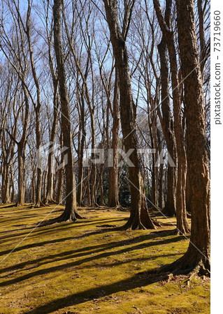 1 月小金井 75 冬枯山 (Acer buergerianum)，武藏野公園 73719660