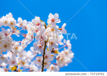 Sakura and blue sky of Shiroishi Castle [Miyagi Prefecture] 73719762
