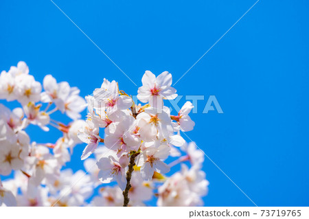 白石城的櫻花和藍天[宮城縣] 73719765