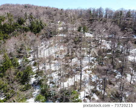 高amine高原殘雪初春的落葉松林[信州的春天] 73720213