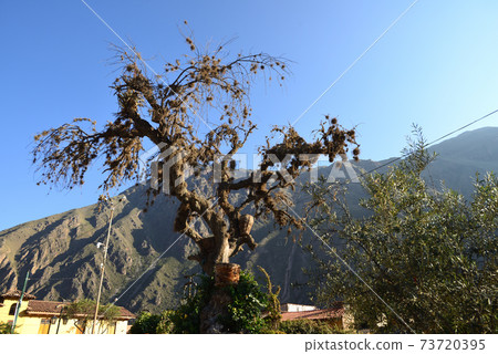 Peru Orient Thame Tambo Site 73720395