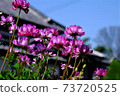 Japanese house with blooming lotus 73720525