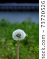 Fluff in full bloom that seems to fly away at any moment 73720526