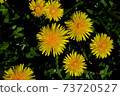 I saw the dandelion in full bloom from above 73720527