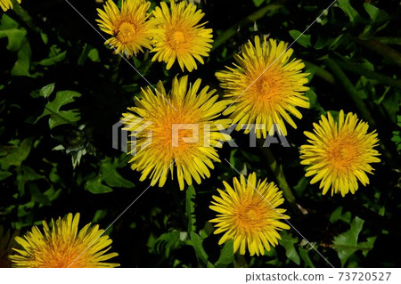 I saw the dandelion in full bloom from above 73720527