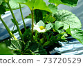 Cute strawberry flower 73720529