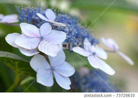 Cool hydrangea Cool hydrangea 73720610