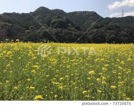 在山的背景下盛開的油菜田 73720878