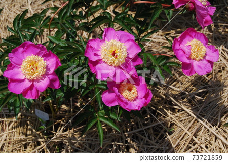 深粉色牡丹 73721859