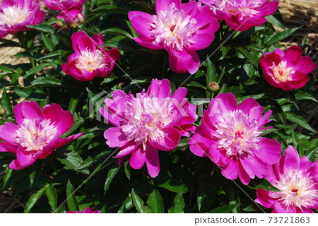 Pink peony flower 73721863