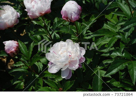 White peony root 73721864
