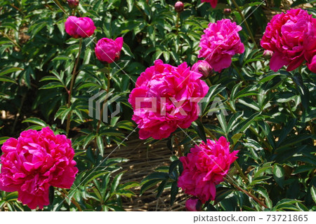 紅牡丹 紅牡丹 73721865