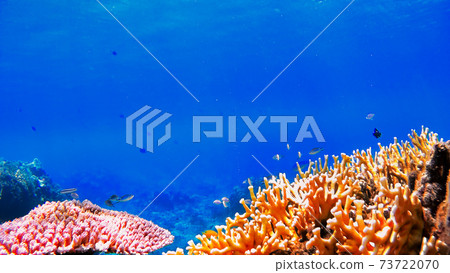 沖繩Tokashikijima的水下照片 73722070