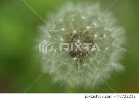 Dandelion, blooming, flower Dandelion, blooming, flower 73722232