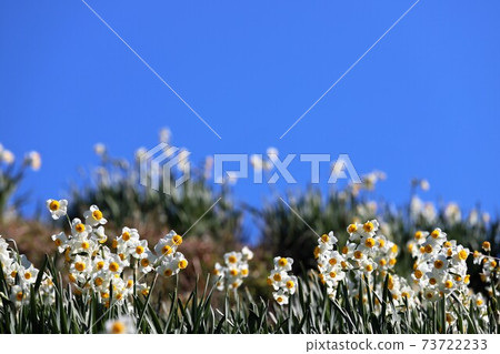 Chihayaakasaka Village Narcissus Hill Chihayaakasaka Village Narcissus Hill 73722233